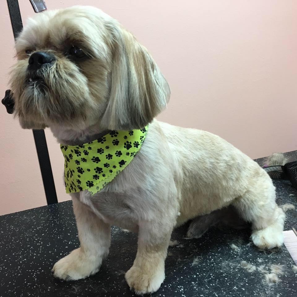 Dog Grooming West Kendall, The Hammocks, Miami West Kendall Dog Grooming