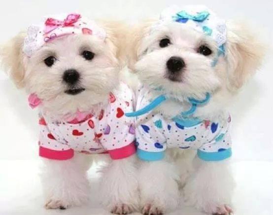 Pet Day Care West Kendall