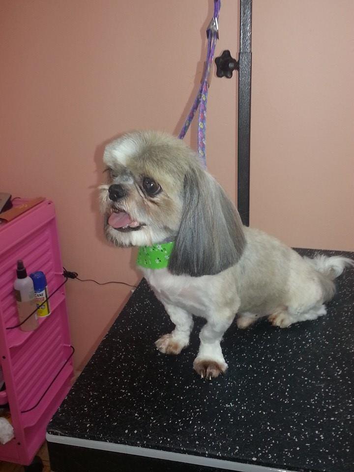 Pet Grooming, Tamiami