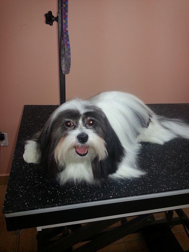 Pet Supplies Miami