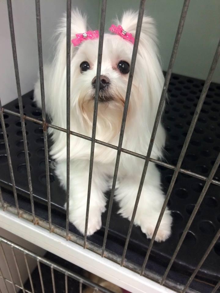 Dog Grooming West Kendall